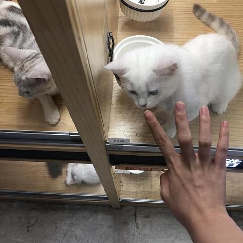 沈阳卖猫的宠物店在哪（沈阳哪儿有卖猫的）
