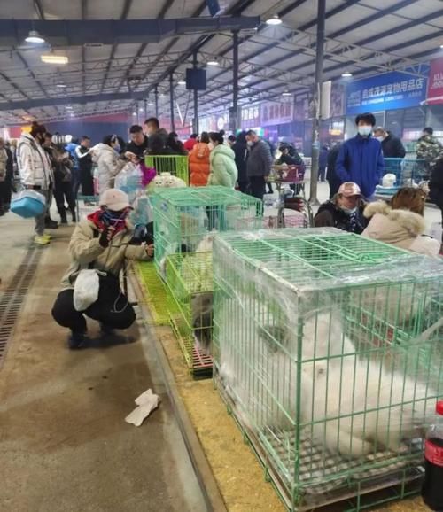 沈阳宠物市场（沈阳宠物市场搬哪去了）
