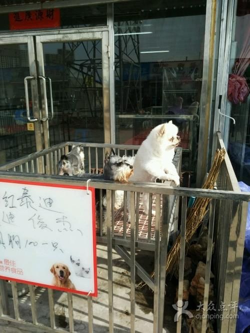 沈阳宠物市场（沈阳宠物市场搬哪去了）