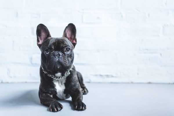 French bulldog