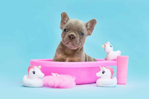 Isabella French Bulldog dog puppy. The most expensive color variant of the popular dog breed. Image by: firn on https://depositphotos.com/home.html