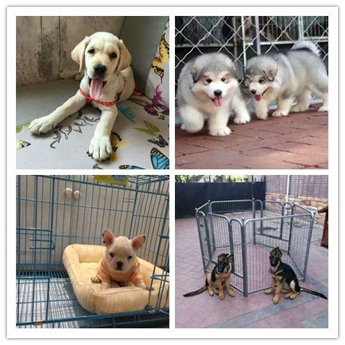 河北衡水养犬场电话/正规犬舍