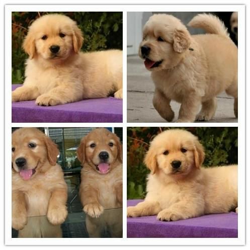 河北衡水养犬场电话/正规犬舍