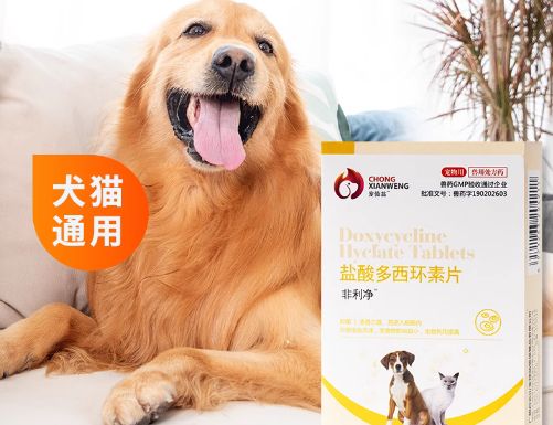 宠物药行业新潮流，宠仙翁以创新引领市场