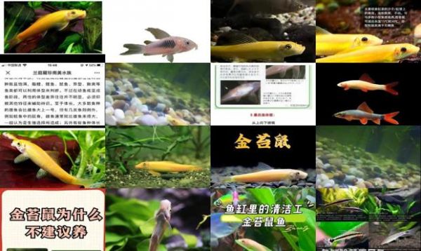金苔鼠鱼公母图片