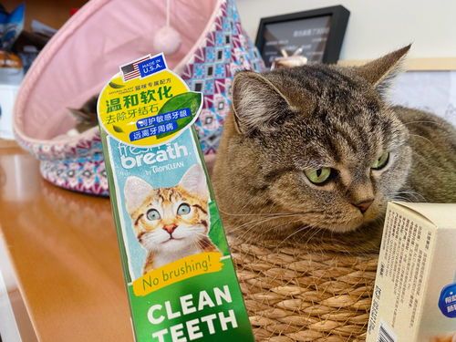 猫咪洁牙粉哪个品牌更实惠？