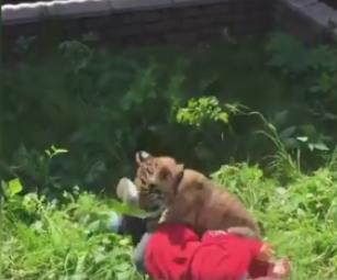 俄罗斯一男子养10只老虎当宠物
