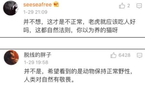 俄罗斯一男子养10只老虎当宠物