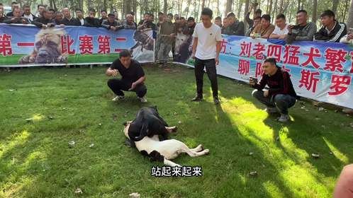 一场生与死的比赛，最后这狗只剩一口气，围观众人鸦雀无声，太猛