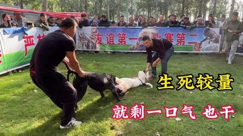 一场生与死的比赛，最后这狗只剩一口气，围观众人鸦雀无声