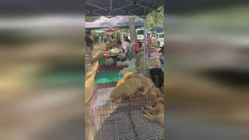 来北方最大狗市狗市，想要位置的，把你的位置留在评论区 来北方最大狗市狗市，想要位置的，把你的位置留在...