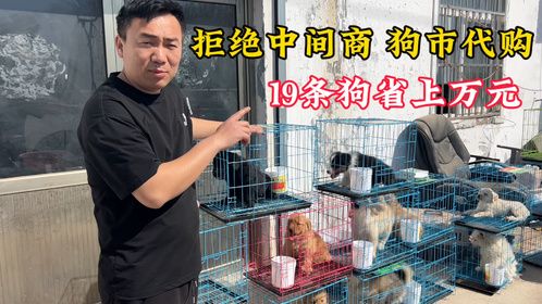 拒绝中间商！直击狗市源头代购，19条狗省了上万元，粉丝都说行
