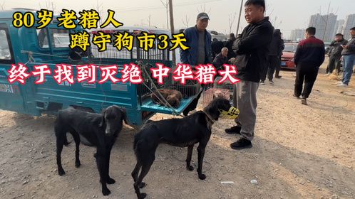 80岁老猎人蹲守狗市3天，淘到濒临灭绝中华猎犬，这真是活化石