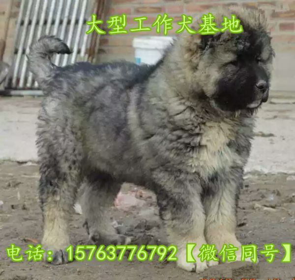 潜江杜高宠物市场