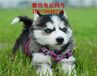 潜江萨摩多少钱一只、大型犬