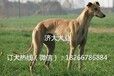 潜江龙湾镇哪里有卖格力犬的猎兔灵缇犬