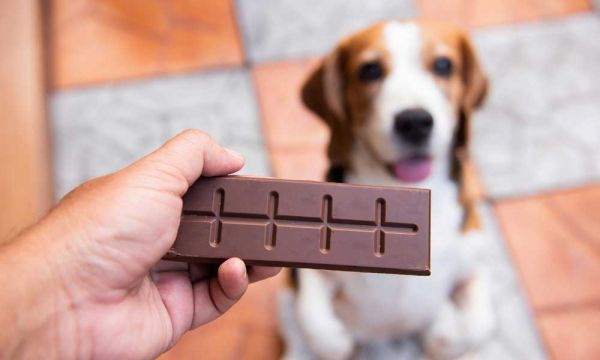 可以给狗狗喂剩饭吗