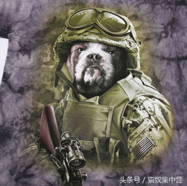 关于宠物的8个冷知识，有哪些是你知道的呢？