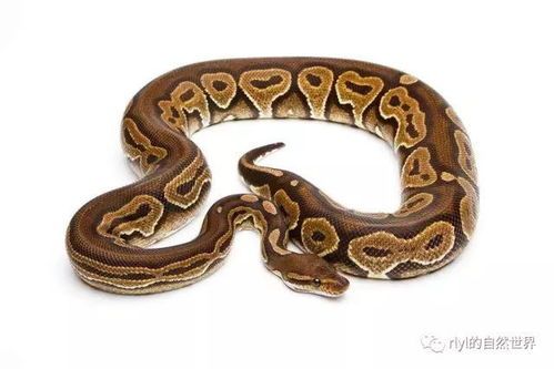 宠物蟒养护指南？如何正确喂养、清洁和训练你的宠物蟒