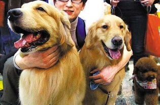 宠物蟒养护指南？如何正确喂养、清洁和训练你的宠物蟒