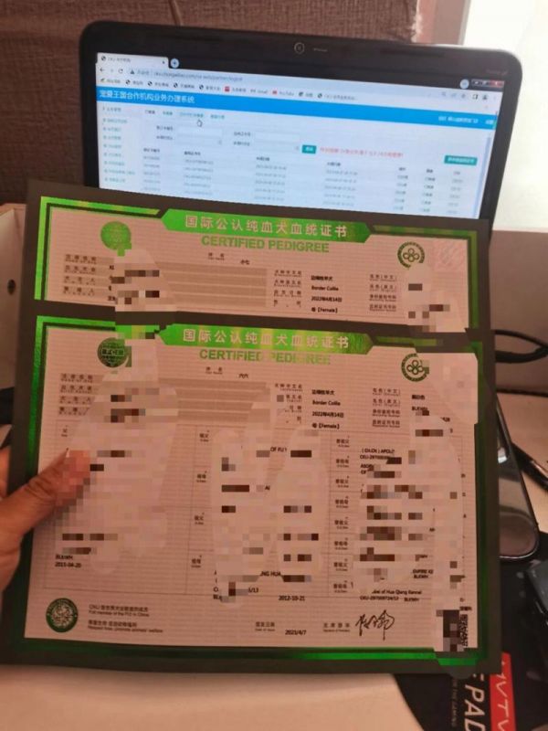 狗cku如何办理血统证书