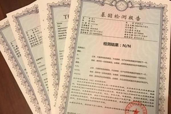 宠物猫如何办理猫证，可持身份证等相关证明前往派出所登记