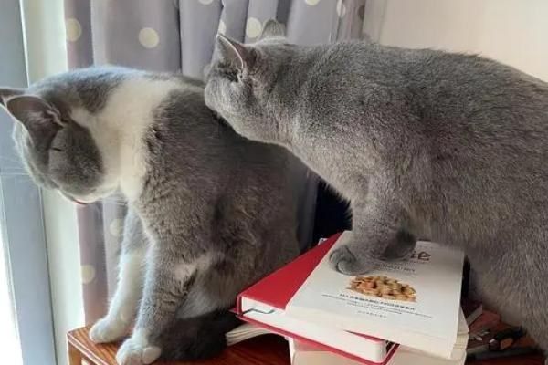 宠物猫如何办理猫证，可持身份证等相关证明前往派出所登记