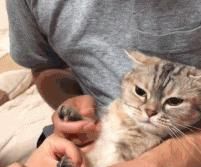 主人给猫咪剪指甲，捂住眼睛猫咪就变乖，这是掩耳盗铃吗