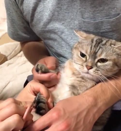 主人给猫咪剪指甲，捂住眼睛猫咪就变乖，这是掩耳盗铃吗
