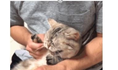 主人给猫咪剪指甲，捂住眼睛猫咪就变乖，这是掩耳盗铃吗