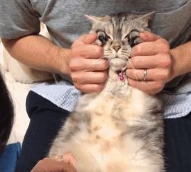 主人给猫咪剪指甲，捂住眼睛猫咪就变乖，这是掩耳盗铃吗
