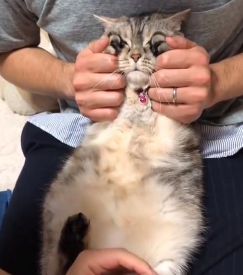 主人给猫咪剪指甲，捂住眼睛猫咪就变乖，这是掩耳盗铃吗