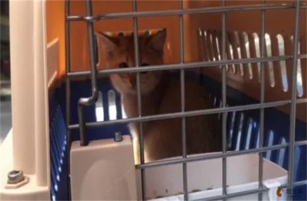 猫咪跨省运送的办法 托运大概要多少钱
