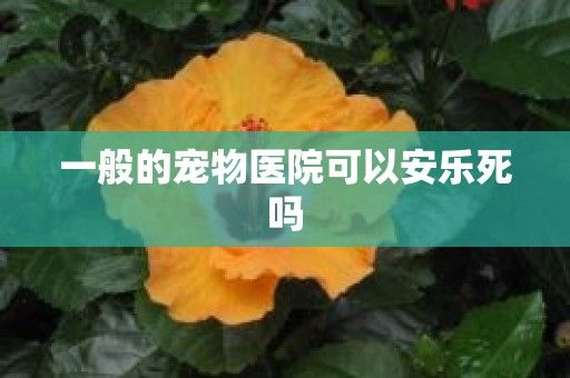 一般的宠物医院可以安乐死吗