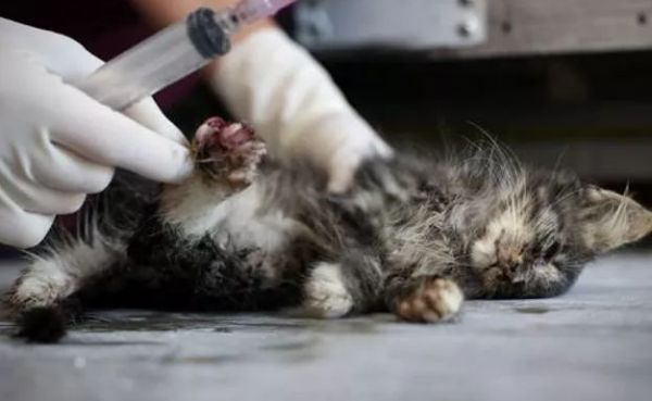 给猫安乐死多少钱一针？了解一下吧！
