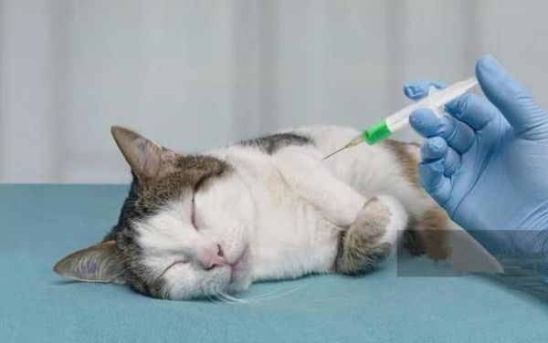 给猫安乐死多少钱一针？了解一下吧！