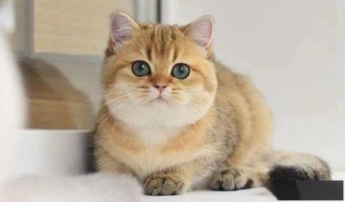猫咪剃毛一般多少钱？价格差异大吗？