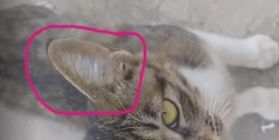 猫咪剃毛一般多少钱？价格差异大吗？