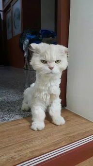 宠物店猫咪剃毛多少钱