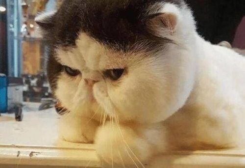 宠物店猫咪剃毛多少钱