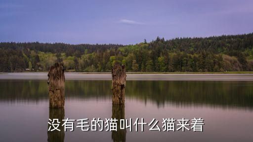 没有毛的猫叫什么猫来着