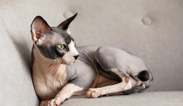 无毛猫寿命一般多少年？
