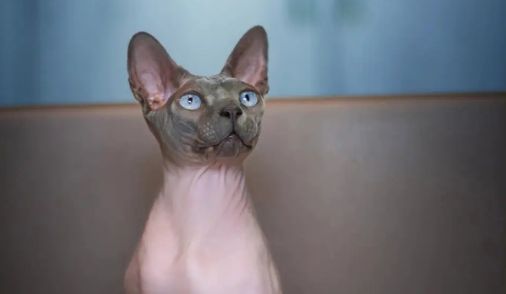 无毛猫寿命一般多少年？