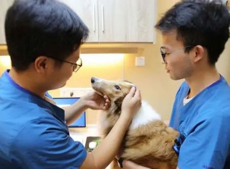唯它宠物医院：全方位的宠物医疗服务