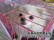 空运宝贝 狗狗2