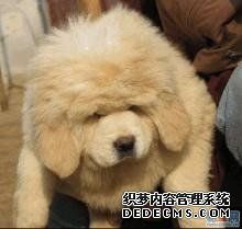 空运宝贝 狗狗1