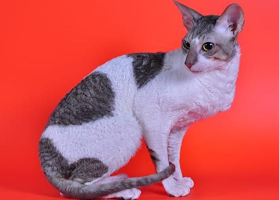 柯尼斯卷毛猫(柯尼斯卷毛猫的魅力)