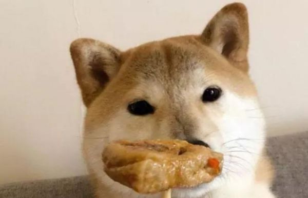 宠主拿着臭豆腐向柴犬炫耀，最后小狗捂着鼻子一脸嫌弃不嫌臭