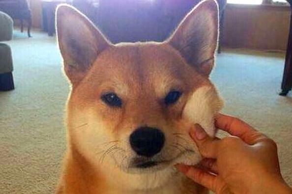 宠主拿着臭豆腐向柴犬炫耀，最后小狗捂着鼻子一脸嫌弃不嫌臭