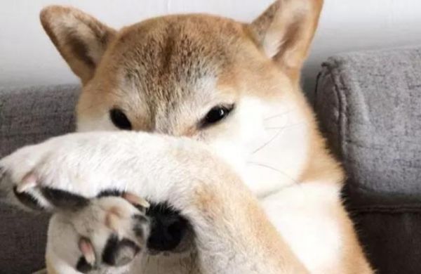 宠主拿着臭豆腐向柴犬炫耀，最后小狗捂着鼻子一脸嫌弃不嫌臭